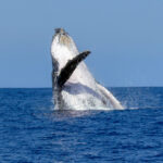 Humpback whale breaching in the Bazaruto Archipelago in Mozambique